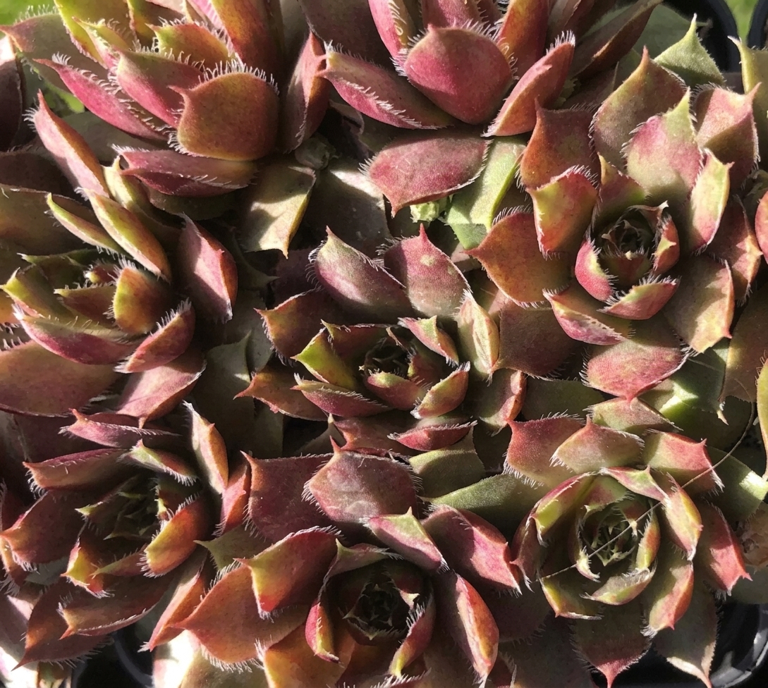 Sempervivum 'Springmist'